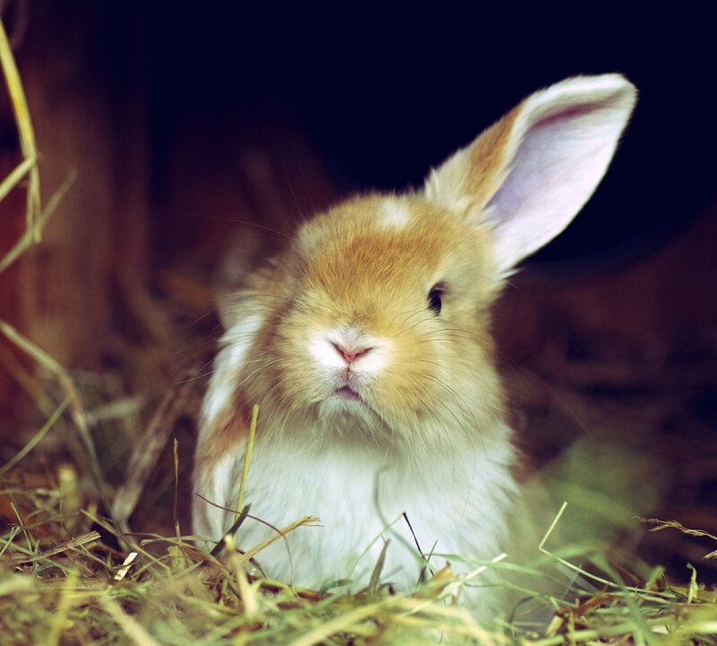 Brown and White Rabbit — Calm, Photograph, Hay