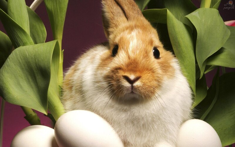 Brown and White Rabbit — Calm, Photograph