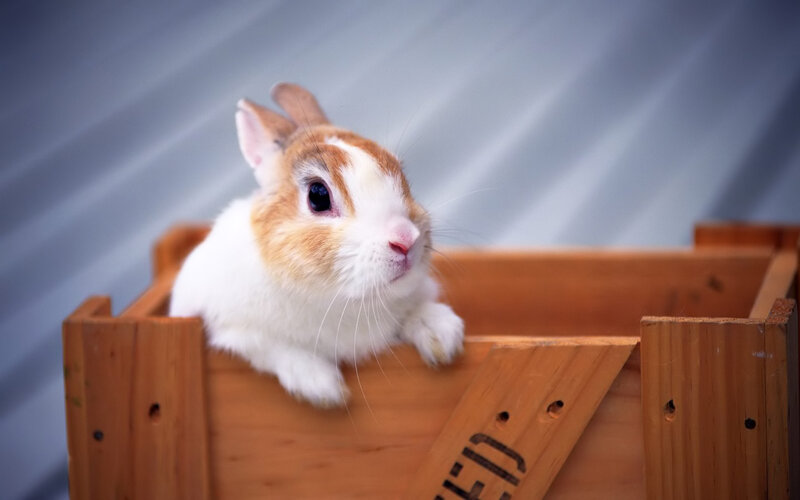Brown and White Rabbit — Calm, Photograph, Wooden Box, Whiskers