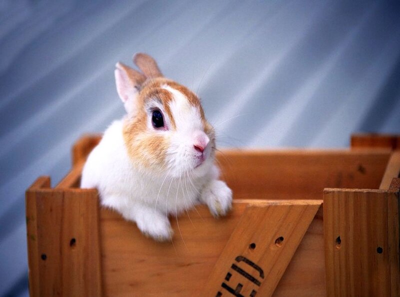 Brown and White Rabbit — Calm