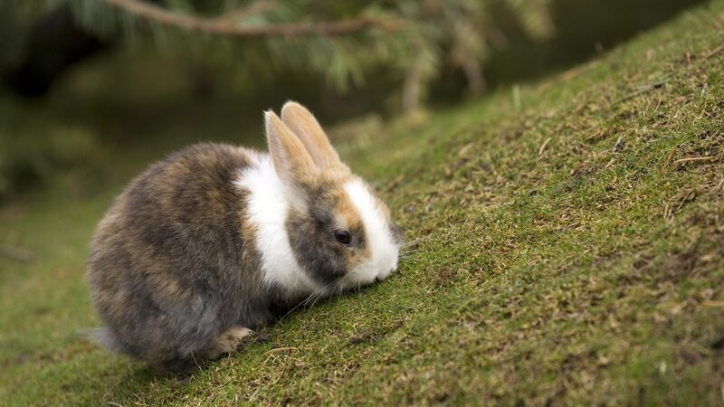 Brown and White Rabbit — Green, Calm, Afternoon