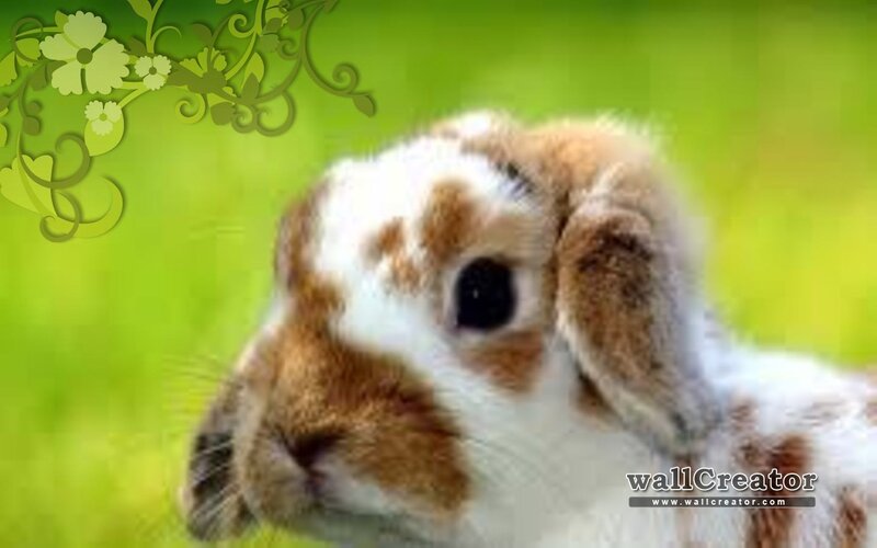 Brown and White Rabbit — Green, Calm, Spring