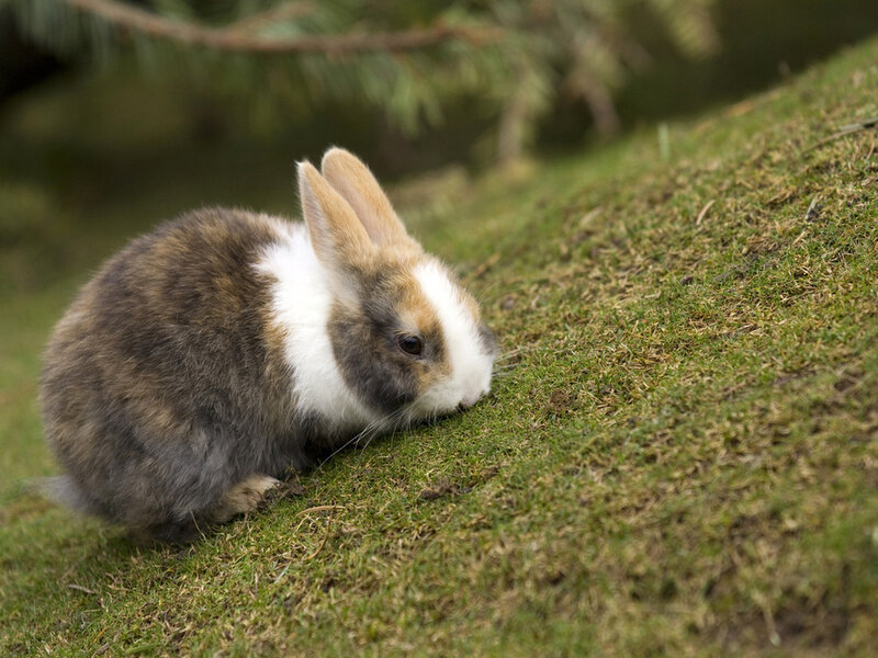 Brown and White Rabbit — Green, Calm