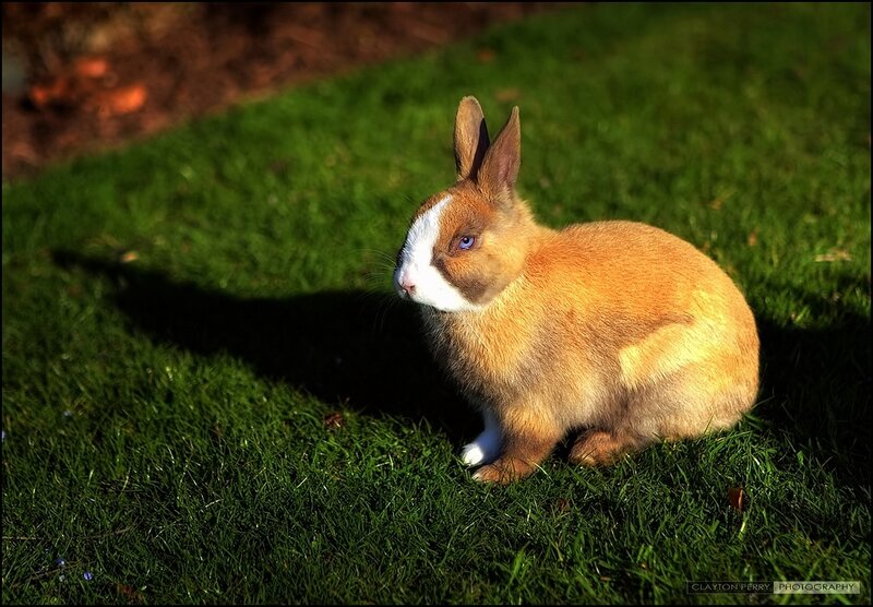 Brown and White Rabbit — Green, Serene