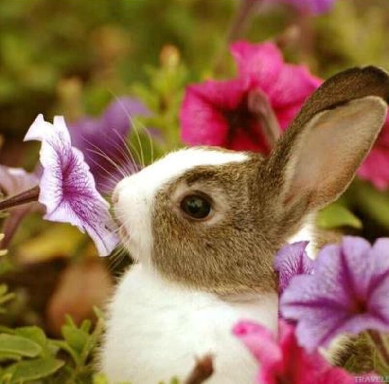 Brown and White Rabbit — Serene