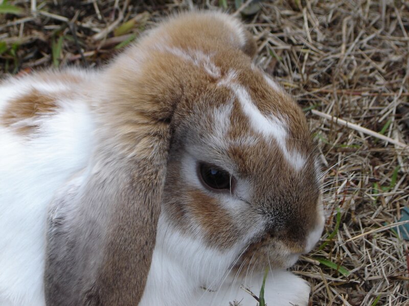 brown and white rabbit