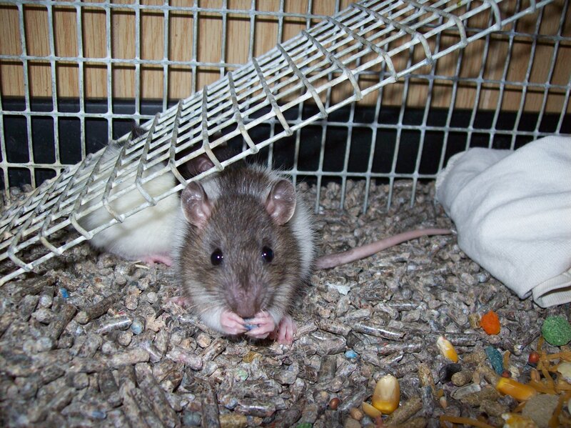 Brown and White Rat — Gray