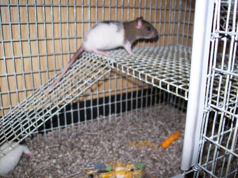 Brown and White Rat