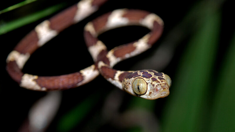 Brown and White Snake