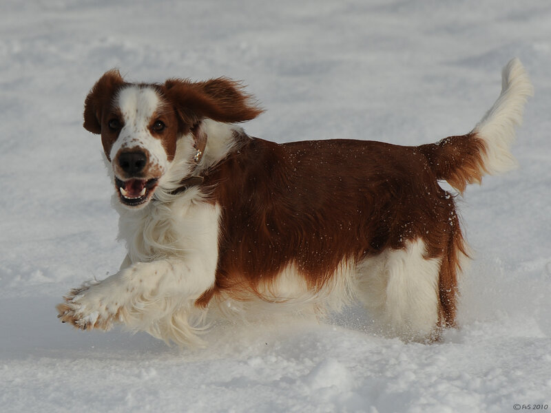 Brown and White Spaniel — Active