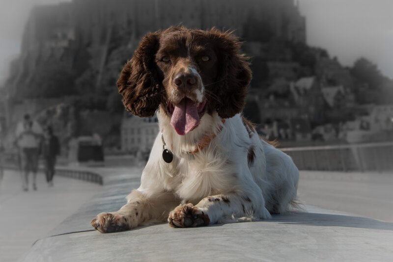 Brown and White Spaniel — Calm, Afternoon, Photograph