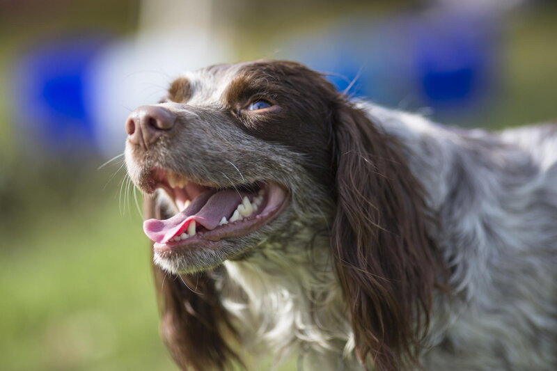 Brown and White Spaniel — Calm, Afternoon