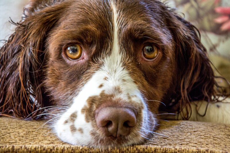 Brown and White Spaniel — Calm, Photograph