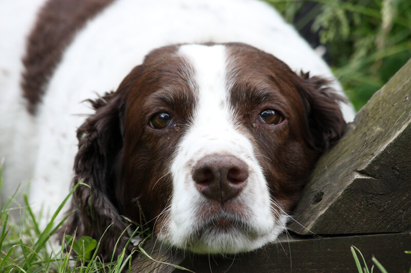 Brown and White Spaniel — Calm