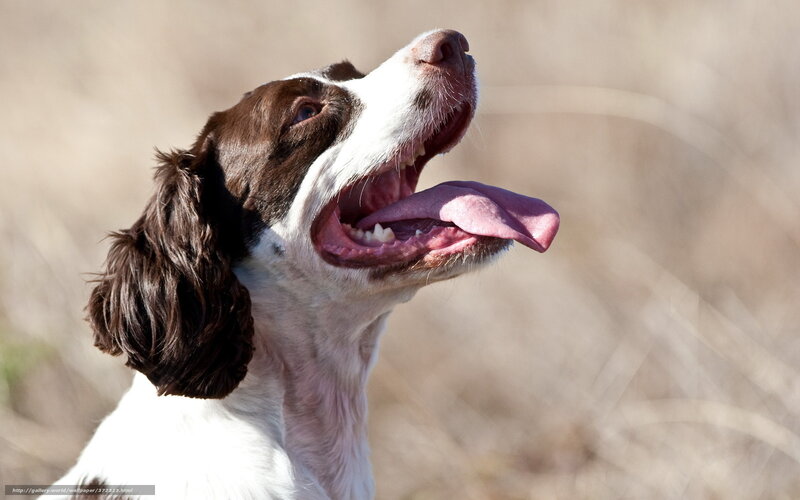 Brown and White Spaniel — Energetic