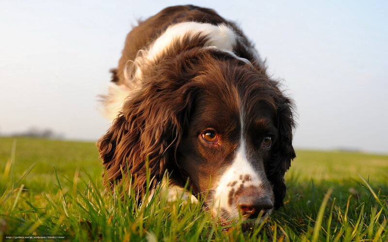 Brown and White Spaniel — Green, Calm