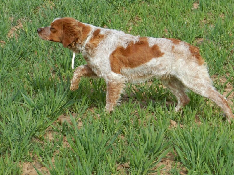 Brown and White Spaniel — Green