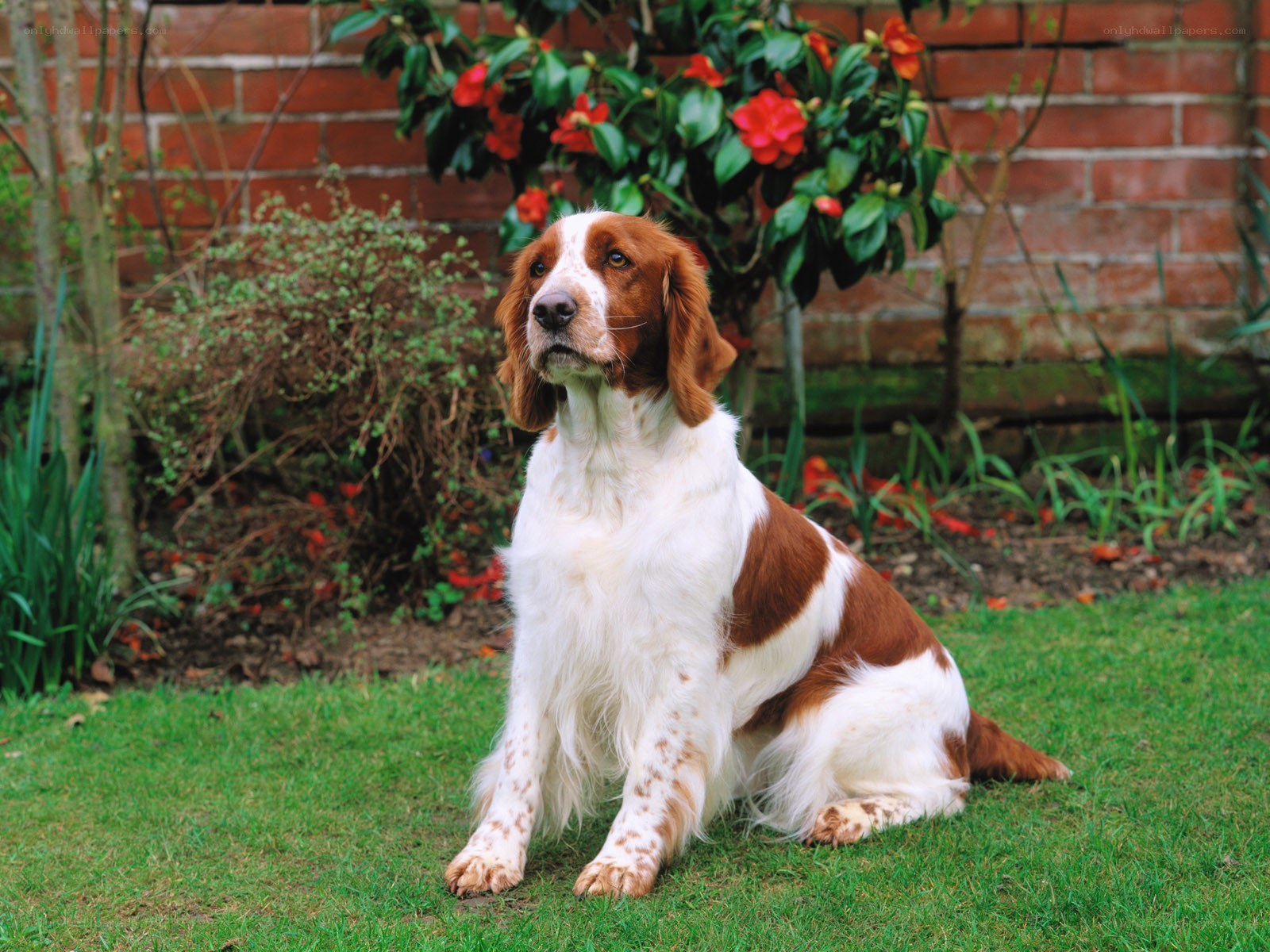 brown and white spaniel in garden