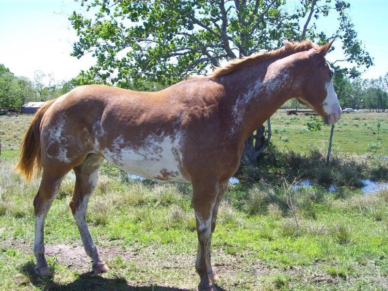 brown and white spotted horse