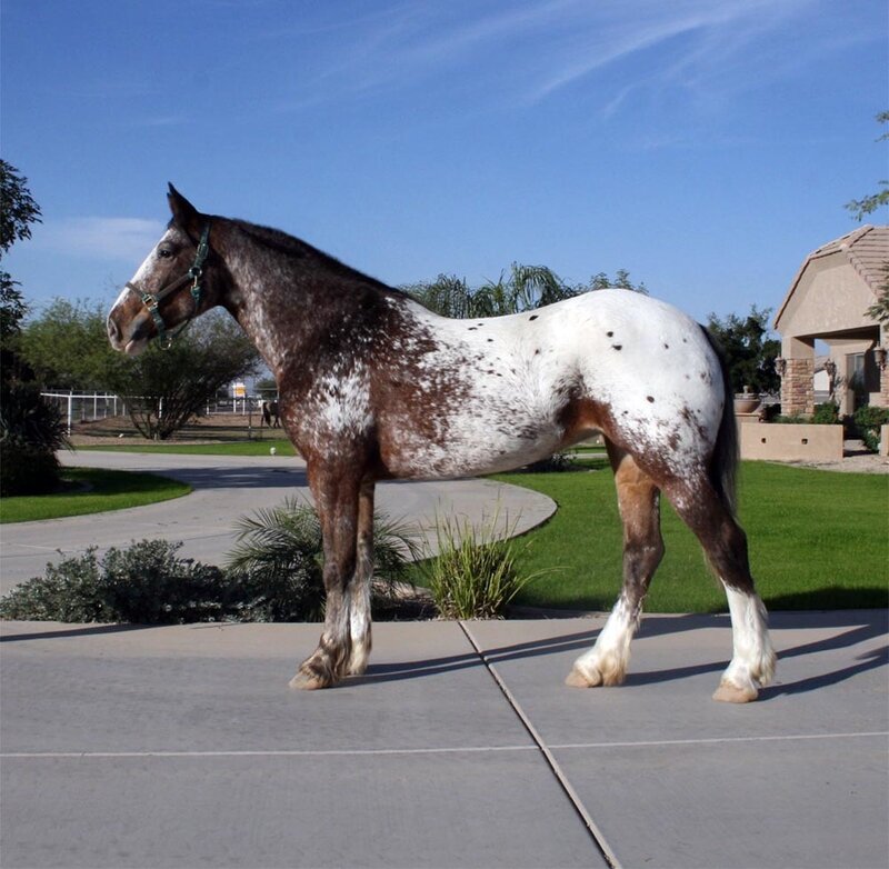 Brown and White Spotted Horse — Calm
