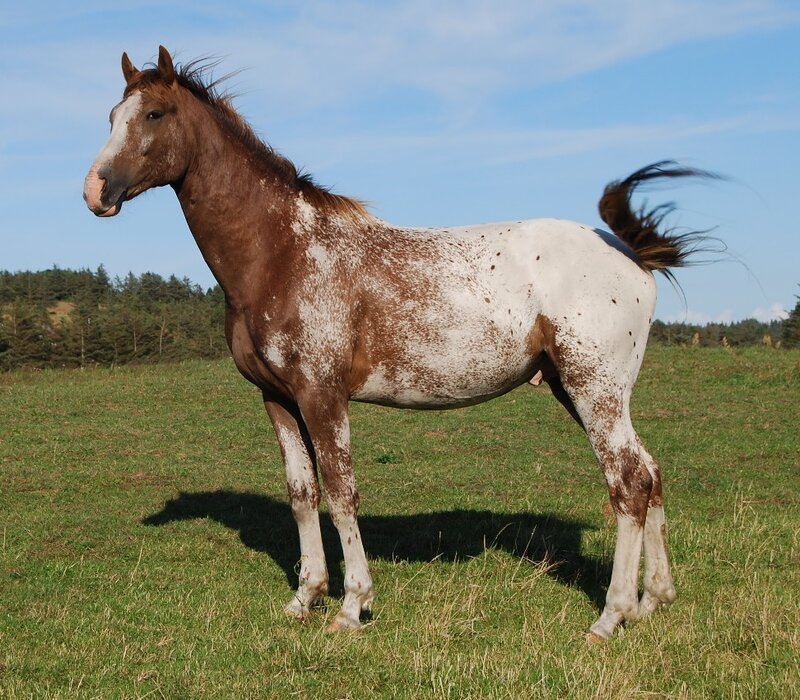 Brown and White Spotted Horse — Green
