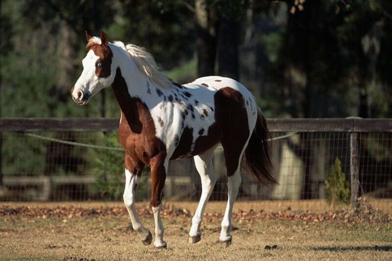 brown and white spotted horse