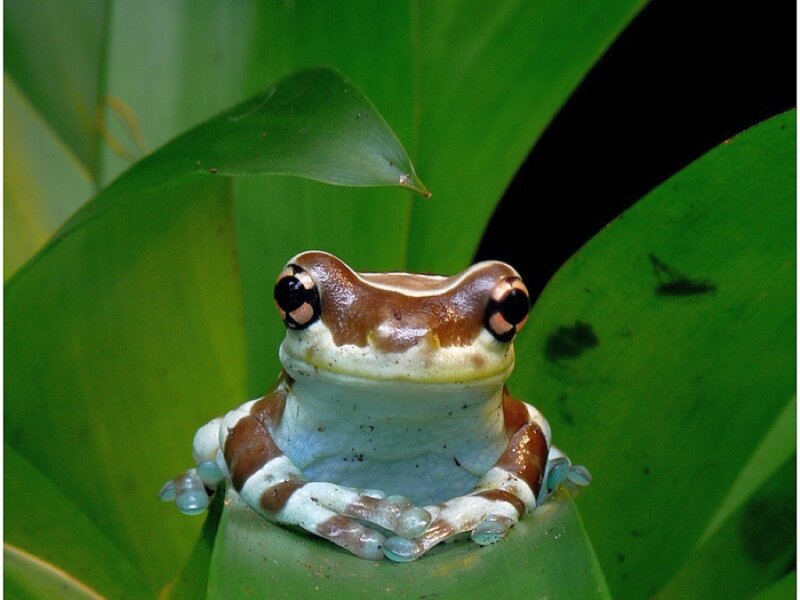 Brown and White Tree Frog