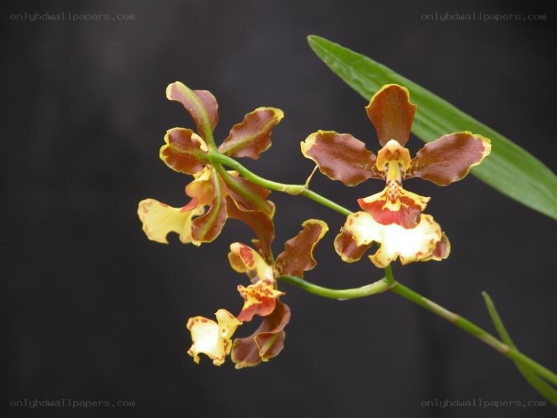 brown and yellow orchid flowers