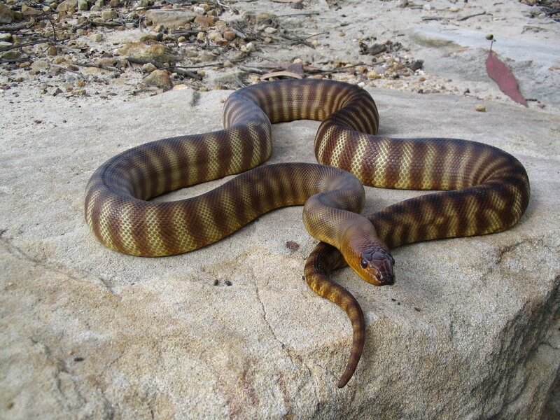 Brown and Yellow Snake