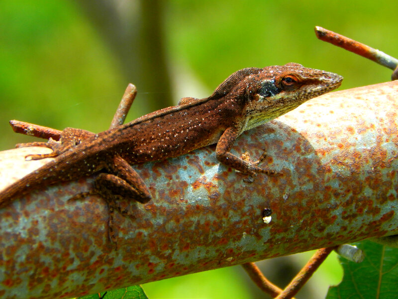 Brown Anole Lizard