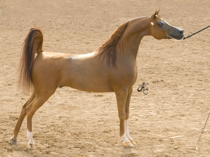 Brown Arabian Horse