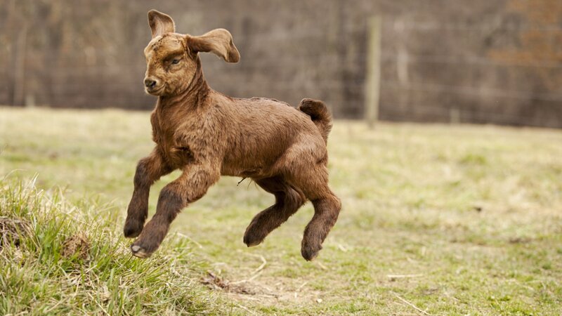 Brown Baby Goat Running
