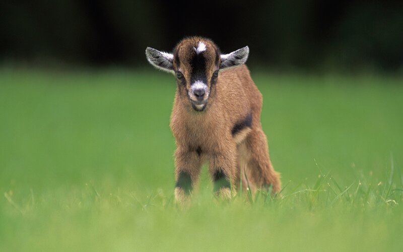 Brown Baby Goat