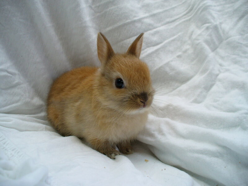 brown baby rabbit