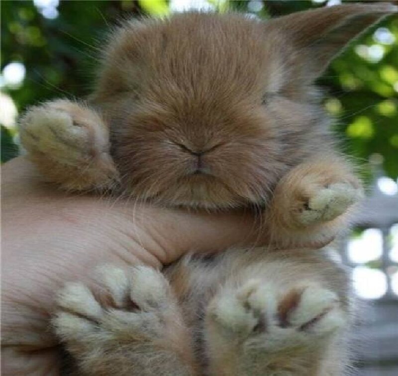 Brown Baby Rabbit — Calm, Afternoon, Photograph