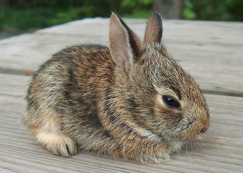 Brown Baby Rabbit — Calm, Afternoon