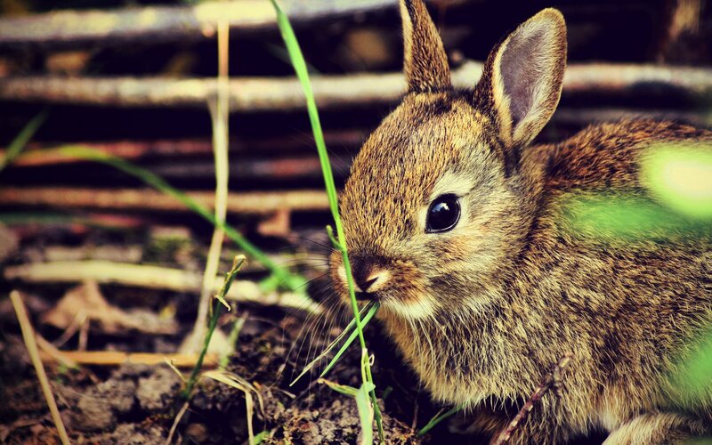 Brown Baby Rabbit — Calm, Morning