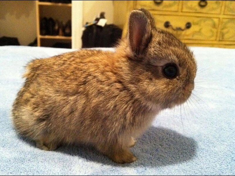 Brown Baby Rabbit — Calm, Photograph, Blue Blanket