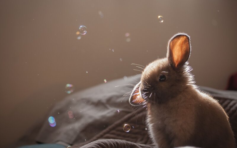 Brown Baby Rabbit — Calm, Photograph, Bubbles