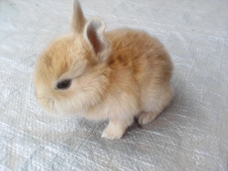 Brown Baby Rabbit — Calm, Photograph, Fabric