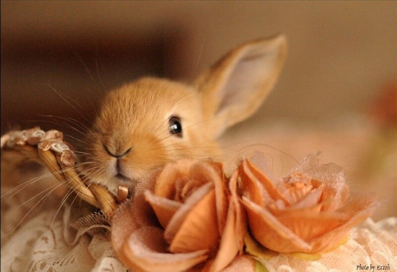 Brown Baby Rabbit — Calm, Photograph, Flowers