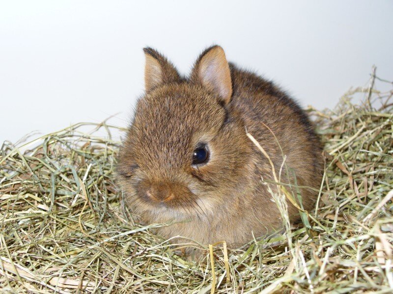 Brown Baby Rabbit — Calm, Photograph