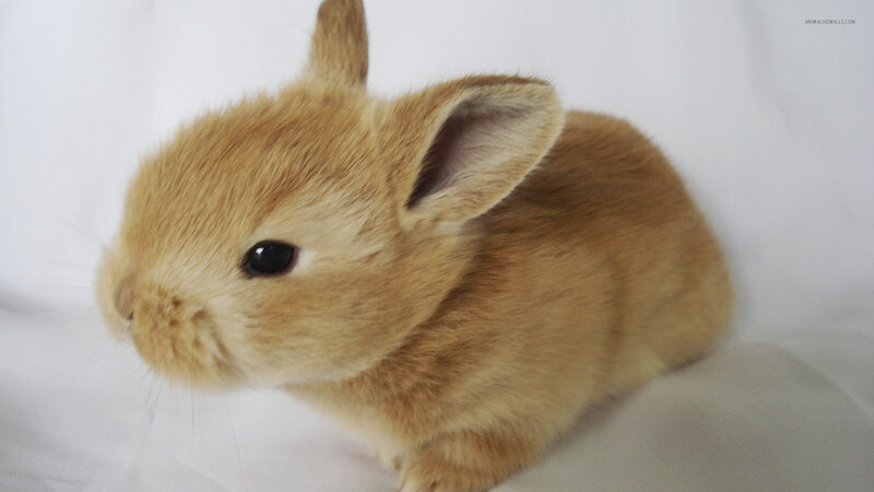 Brown Baby Rabbit — Calm, Photograph, White Background