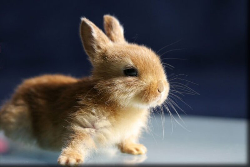 Brown Baby Rabbit — Calm