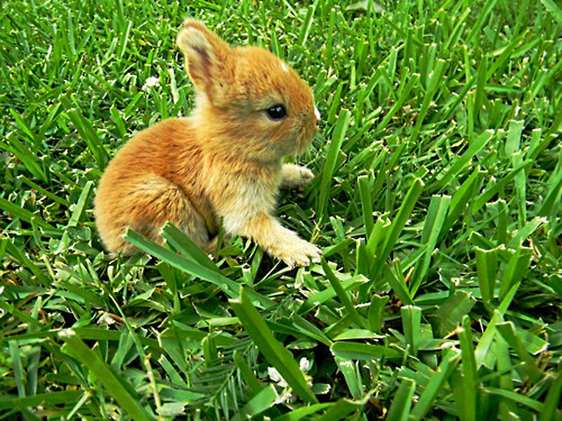 Brown Baby Rabbit — Green, Calm