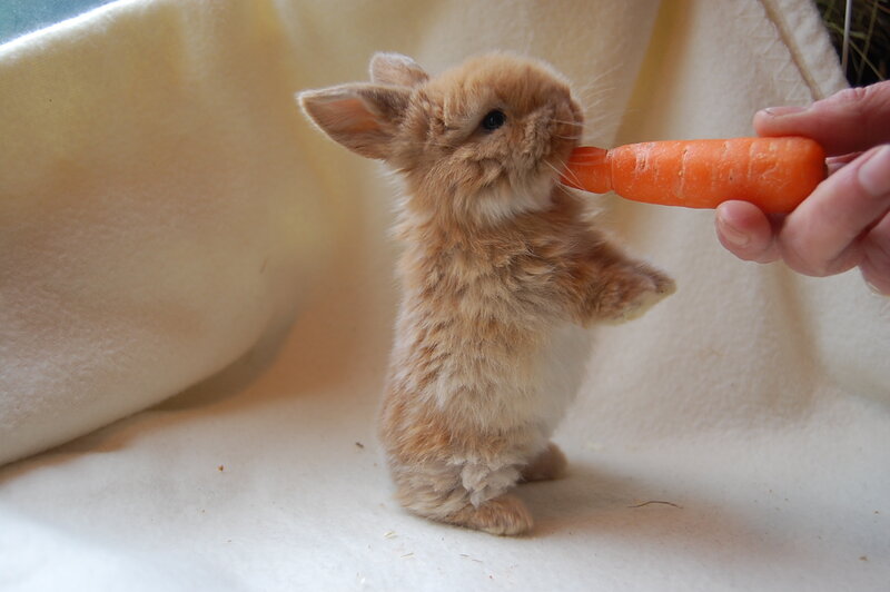 Brown Baby Rabbit — Orange