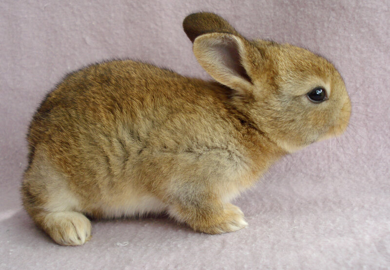 brown baby rabbit