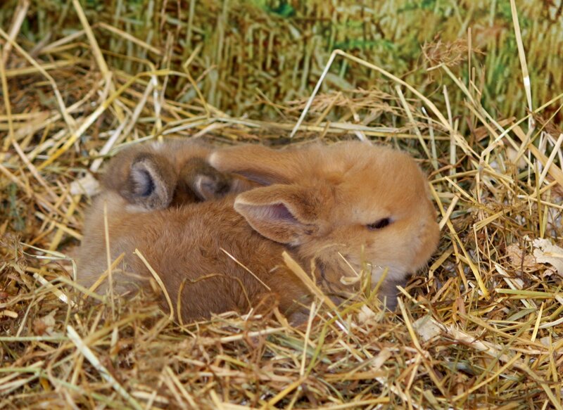Brown Baby Rabbits — Calm