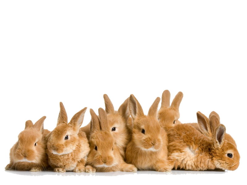 Brown Baby Rabbits