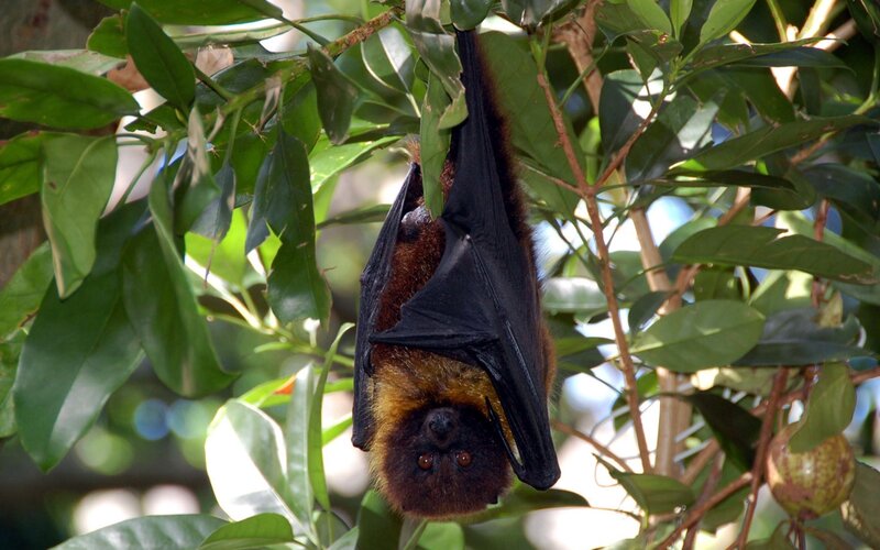 Brown Bat Hanging